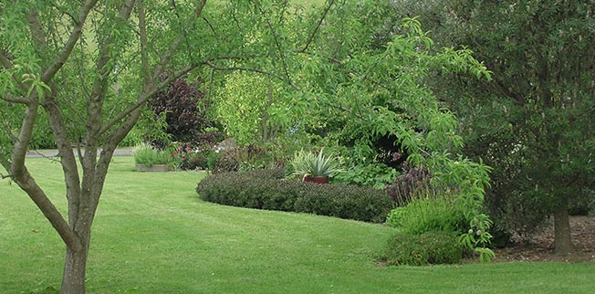 Forrest in Spring